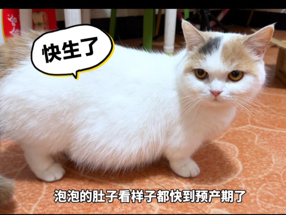 猫咪快生产的症状表现(猫咪快生产的症状表现有哪些)