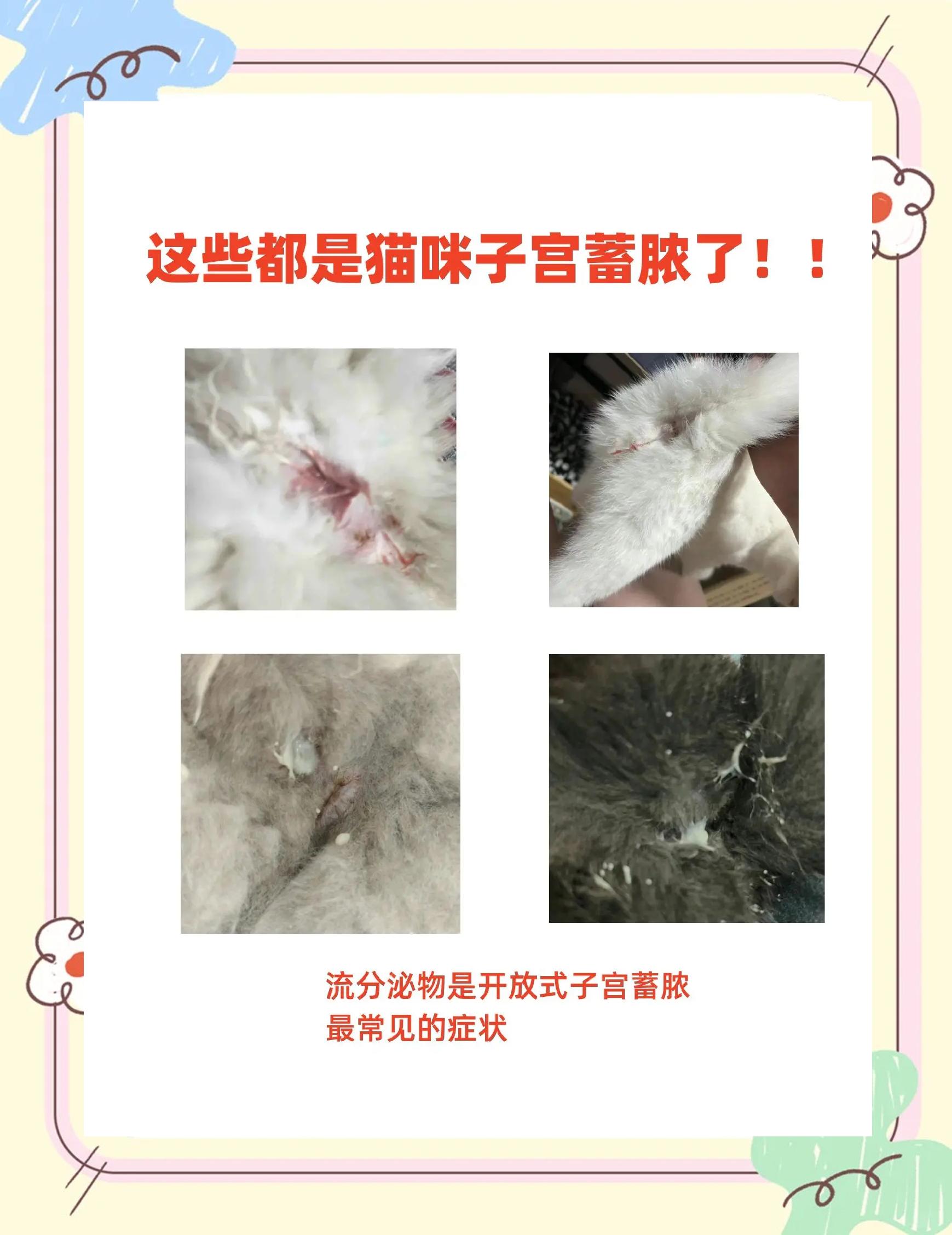 猫咪快生产的症状表现(猫咪快生产的症状表现有哪些)