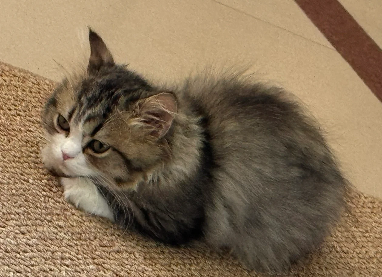 猫会发烧吗?(猫发烧了是什么症状)