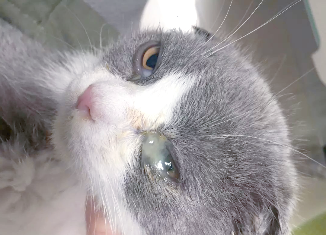猫咪眼屎红褐色(猫咪眼屎红褐色结痂)