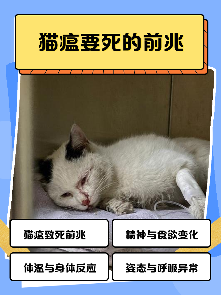 猫来家里有什么预兆(猫来家里赶都赶不走是什么意思)