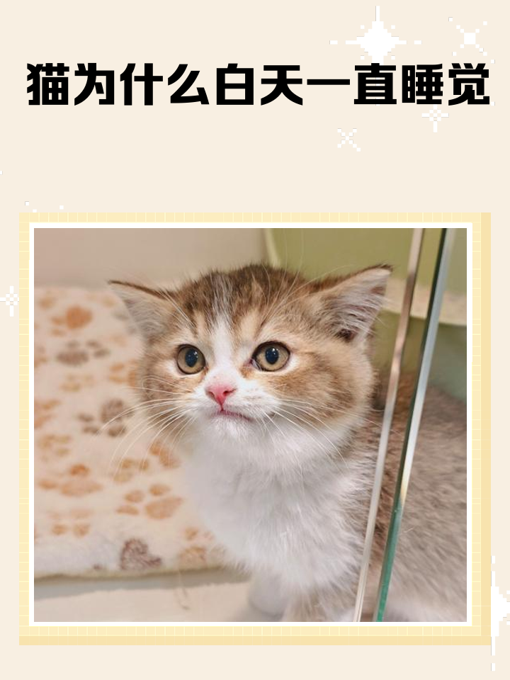 幼猫一定要跟人睡(幼猫一定要跟人睡,不然就一直叫) 幼猫一定要跟人睡(幼猫一定要跟人睡,不然就一直叫)