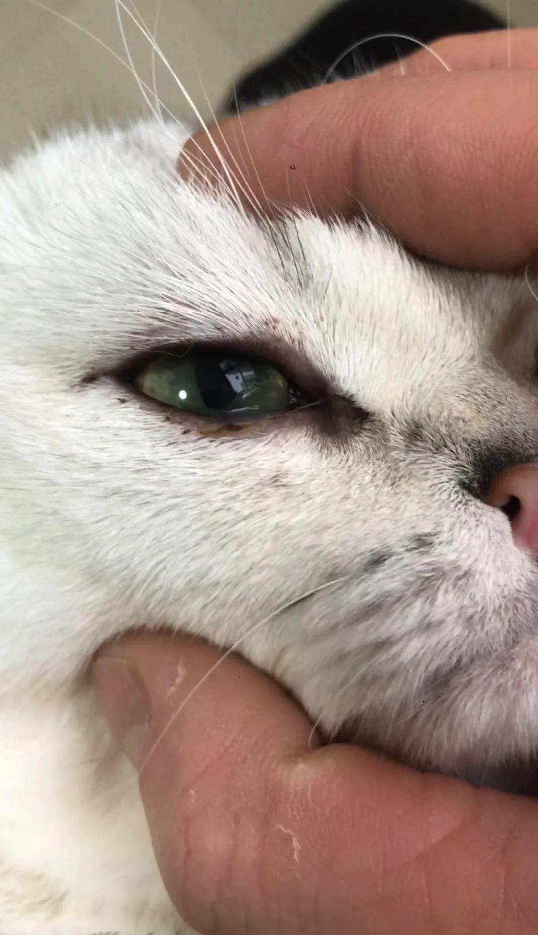 猫咪结膜炎的症状(猫咪结膜炎用什么药好)