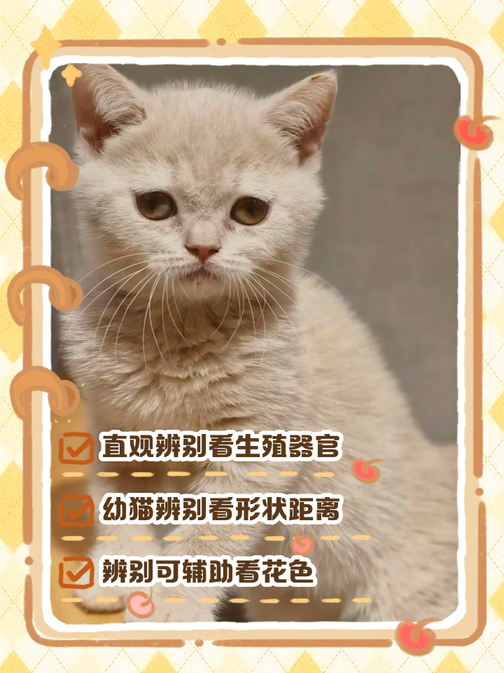公猫什么时候发腮(公猫什么时候发情啊)
