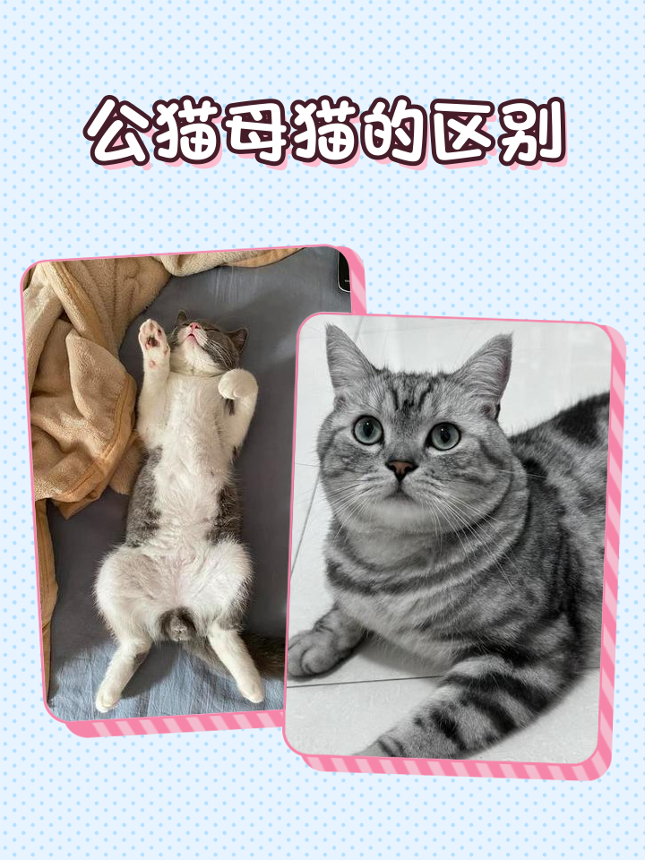 公猫什么时候发腮(公猫什么时候发情啊) 公猫什么时候发腮(公猫什么时候发情啊)
