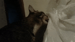 猫舔塑料袋是怎么回事(猫舔塑料袋是怎么回事?是行为问题还是健康问题?) 猫舔塑料袋是怎么回事(猫舔塑料袋是怎么回事?是行为问题还是健康问题?)