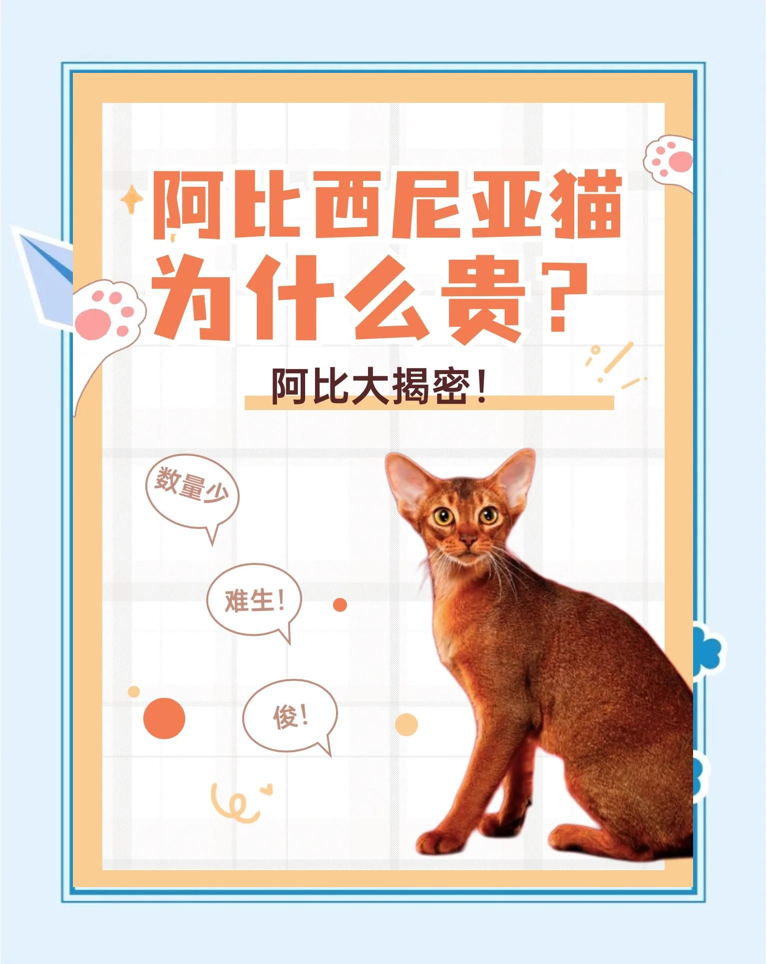 波斯猫多少钱(波斯猫多少钱一只正常价)