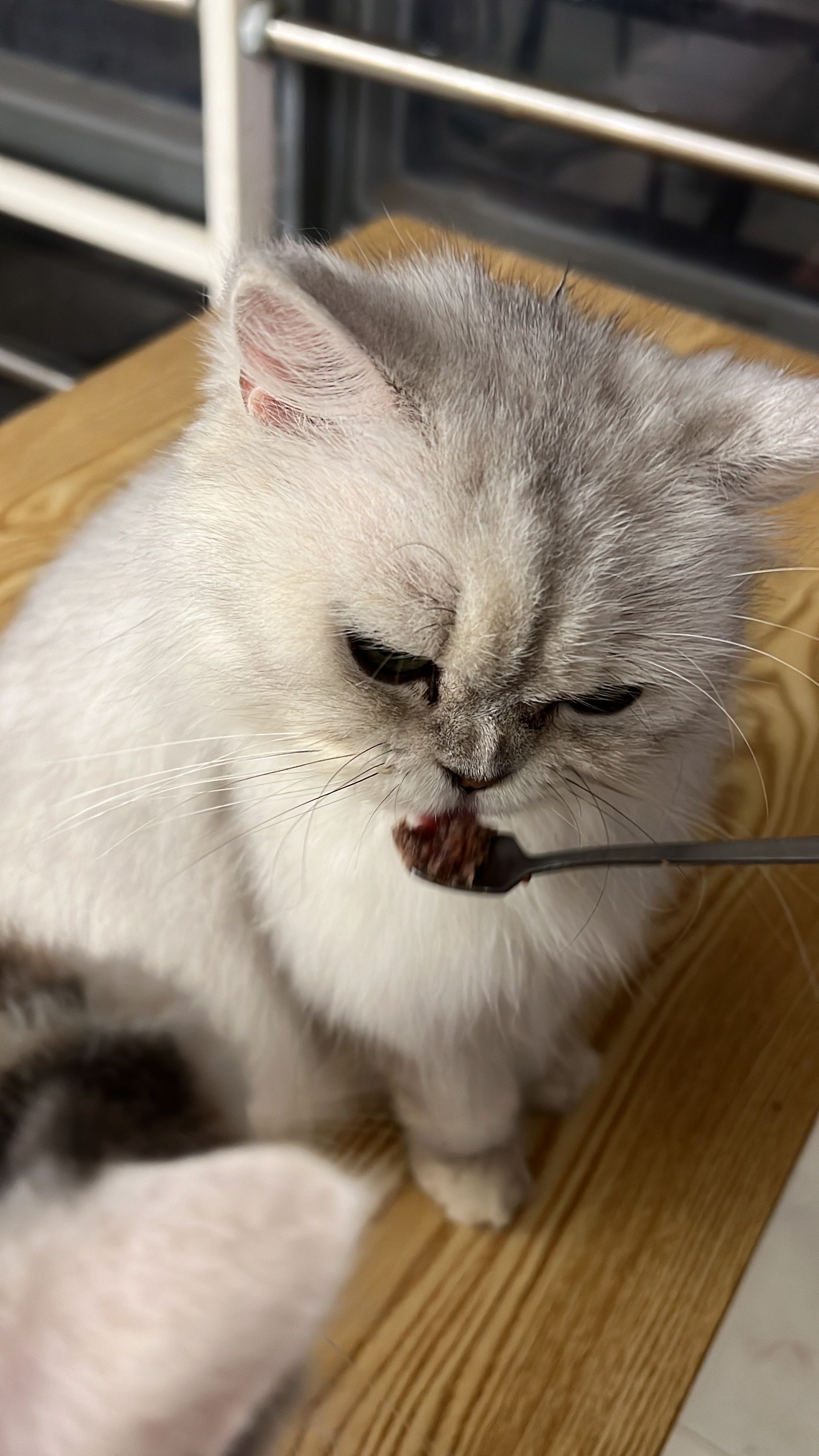 小型猫(小型猫头鹰的叫声) 小型猫(小型猫头鹰的叫声)