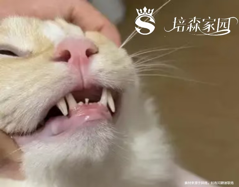 猫咪换牙是几个月(猫换牙旧牙去哪里了)