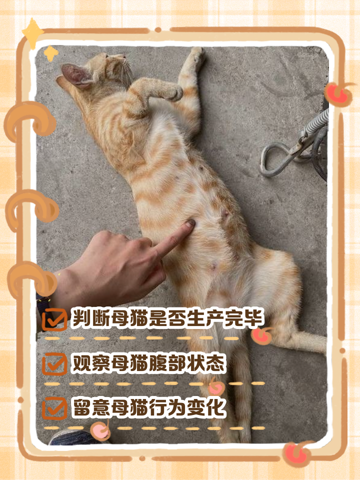 猫生几只最吉利(一猫穷二猫富三猫四猫五猫) 猫生几只最吉利(一猫穷二猫富三猫四猫五猫)