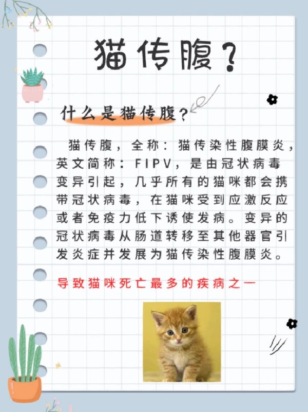 猫传腹传染吗(猫传腹传染吗?) 猫传腹传染吗(猫传腹传染吗?)