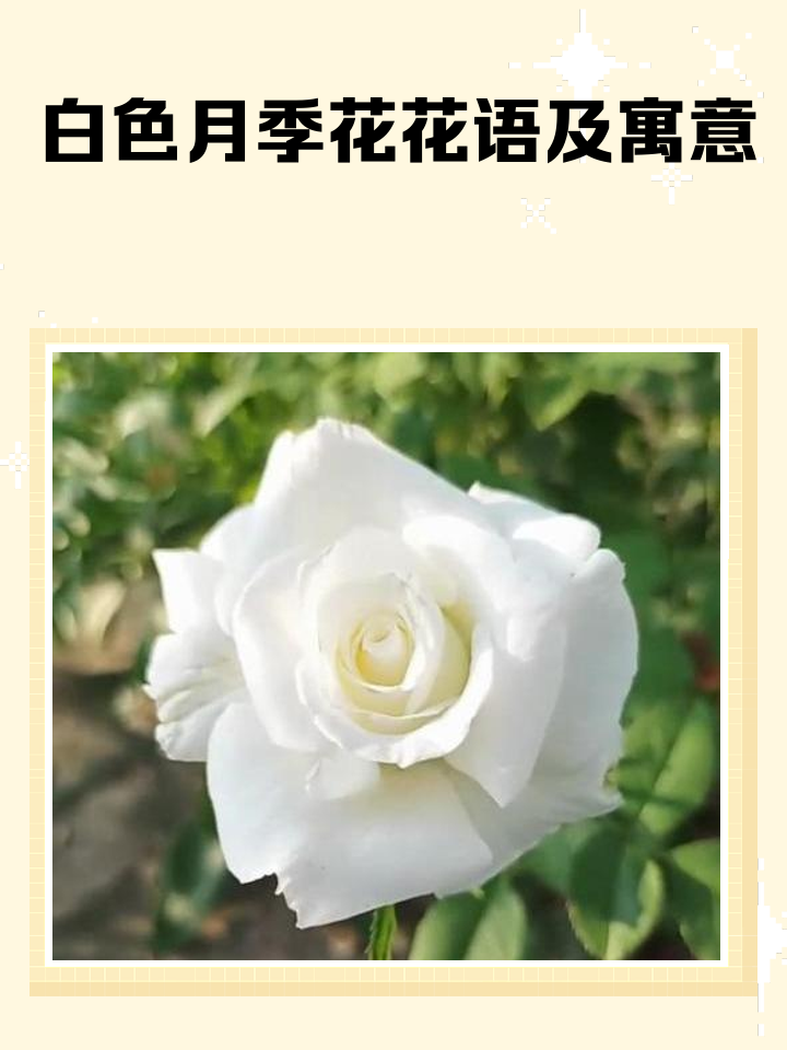 月季的拼音(月季的月怎么写)
