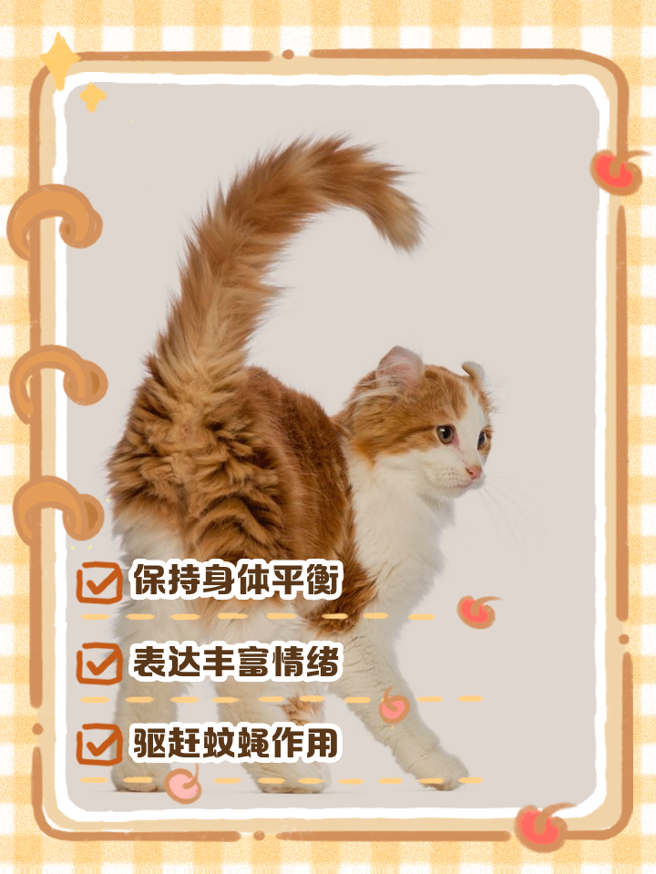 猫摇尾巴是什么意思(宠物猫摇尾巴是什么意思) 猫摇尾巴是什么意思(宠物猫摇尾巴是什么意思)