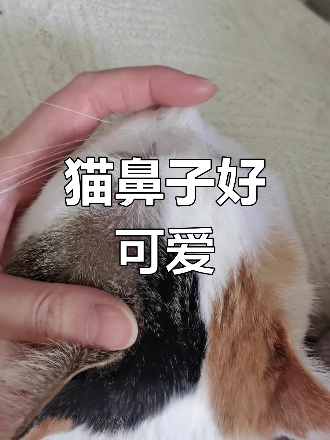 猫咪鼻子湿漉漉的正常吗(猫咪鼻子湿漉漉的正常吗怎么回事)