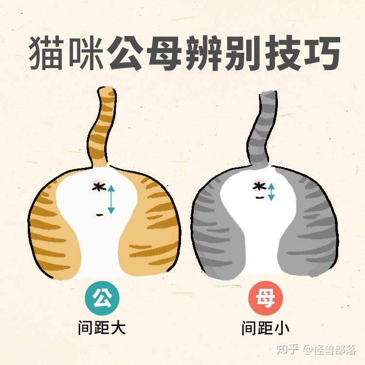 怎么分猫咪的公母图解(怎么分猫咪的公母图解图片)