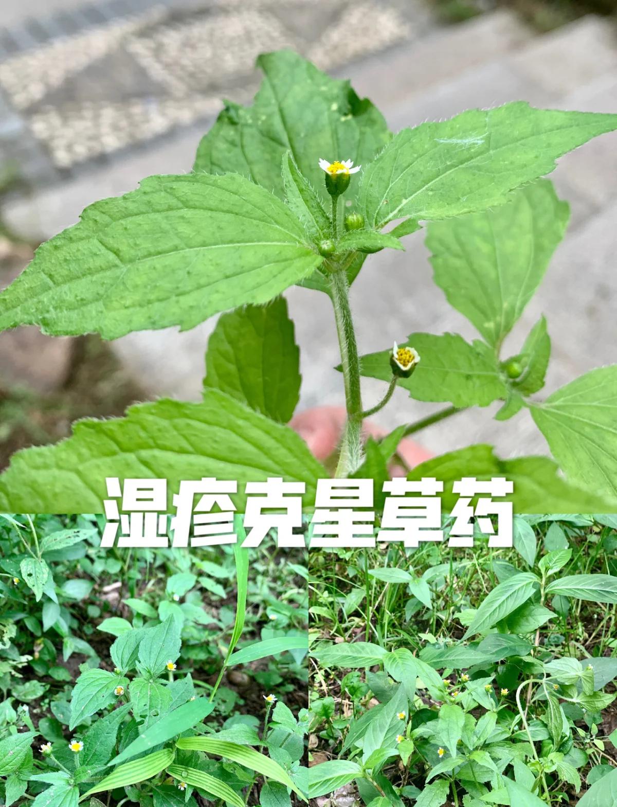 氯氟吡氧乙酸除草剂除什么草(氯氟吡氧乙酸除草剂除什么草小麦抽穗能用吗)