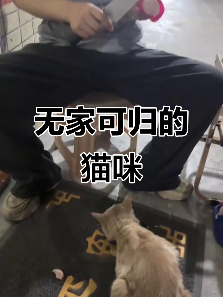 流浪猫吃火腿肠吗(流浪猫吃火腿肠吗有毒吗)