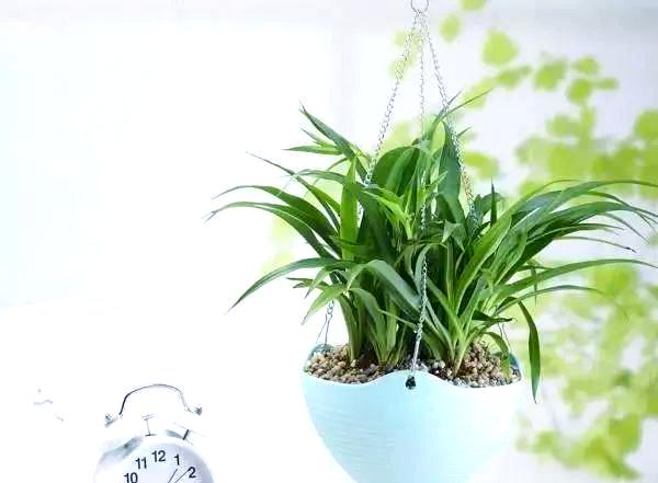 养猫家庭适合养的植物(养猫家庭适合养的植物有哪些)