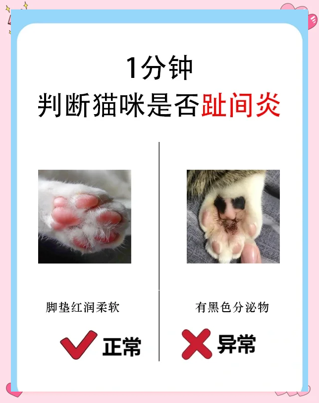 猫咪胰腺炎有什么症状(猫咪胰腺炎有什么症状 早期症状) 猫咪胰腺炎有什么症状(猫咪胰腺炎有什么症状 早期症状)