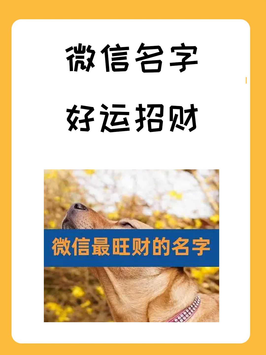 猫咪起名大全招财洋气(猫咪起名大全招财洋气狸猫的名字) 猫咪起名大全招财洋气(猫咪起名大全招财洋气狸猫的名字)