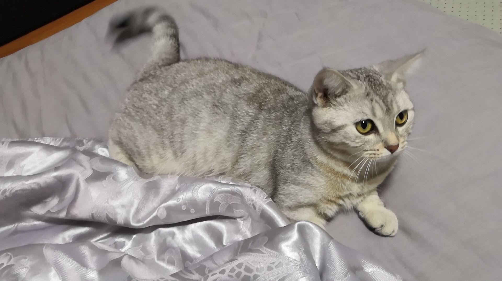 美短500一只正常吗(500的美短小猫有问题吗)