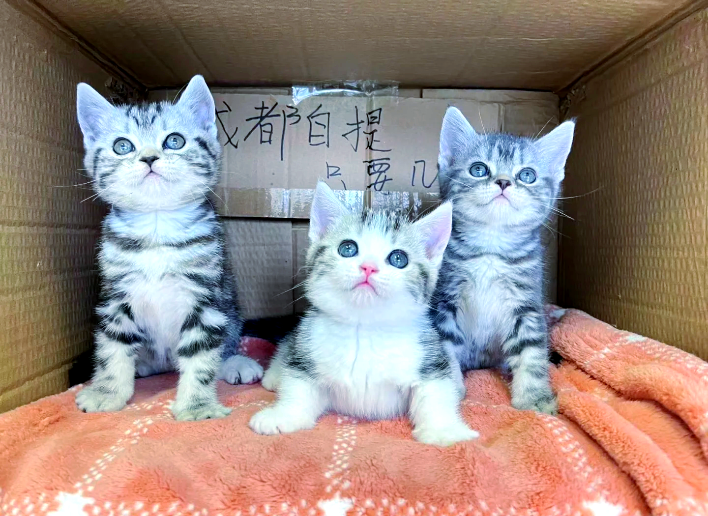 美短500一只正常吗(500的美短小猫有问题吗)