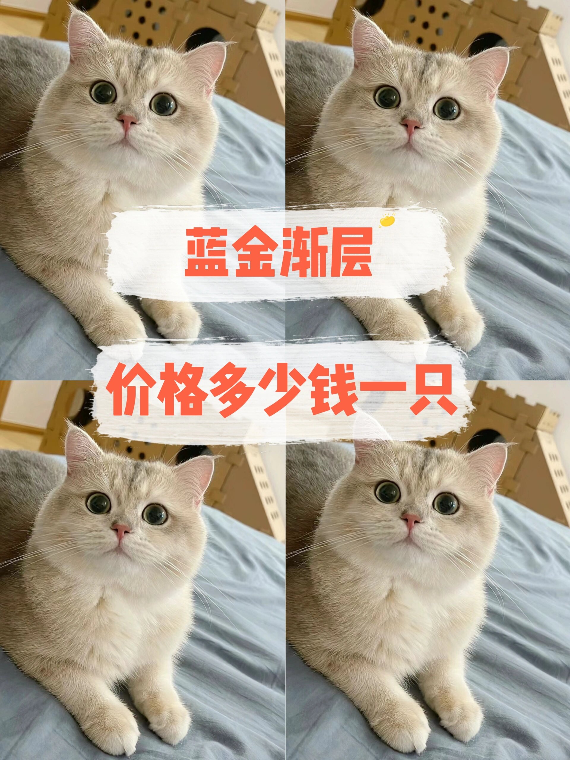 蓝金渐层多少钱一只(蓝金渐层多少钱一只?) 蓝金渐层多少钱一只(蓝金渐层多少钱一只?)