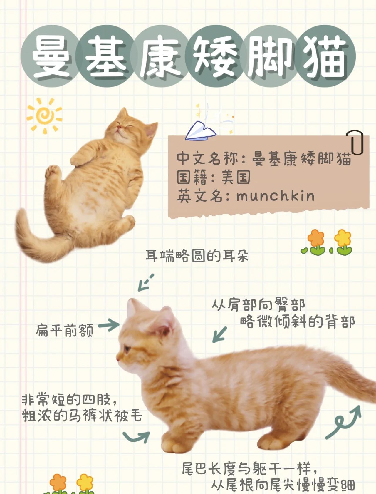 曼基康猫多少钱一只(短腿曼基康猫多少钱一只) 曼基康猫多少钱一只(短腿曼基康猫多少钱一只)