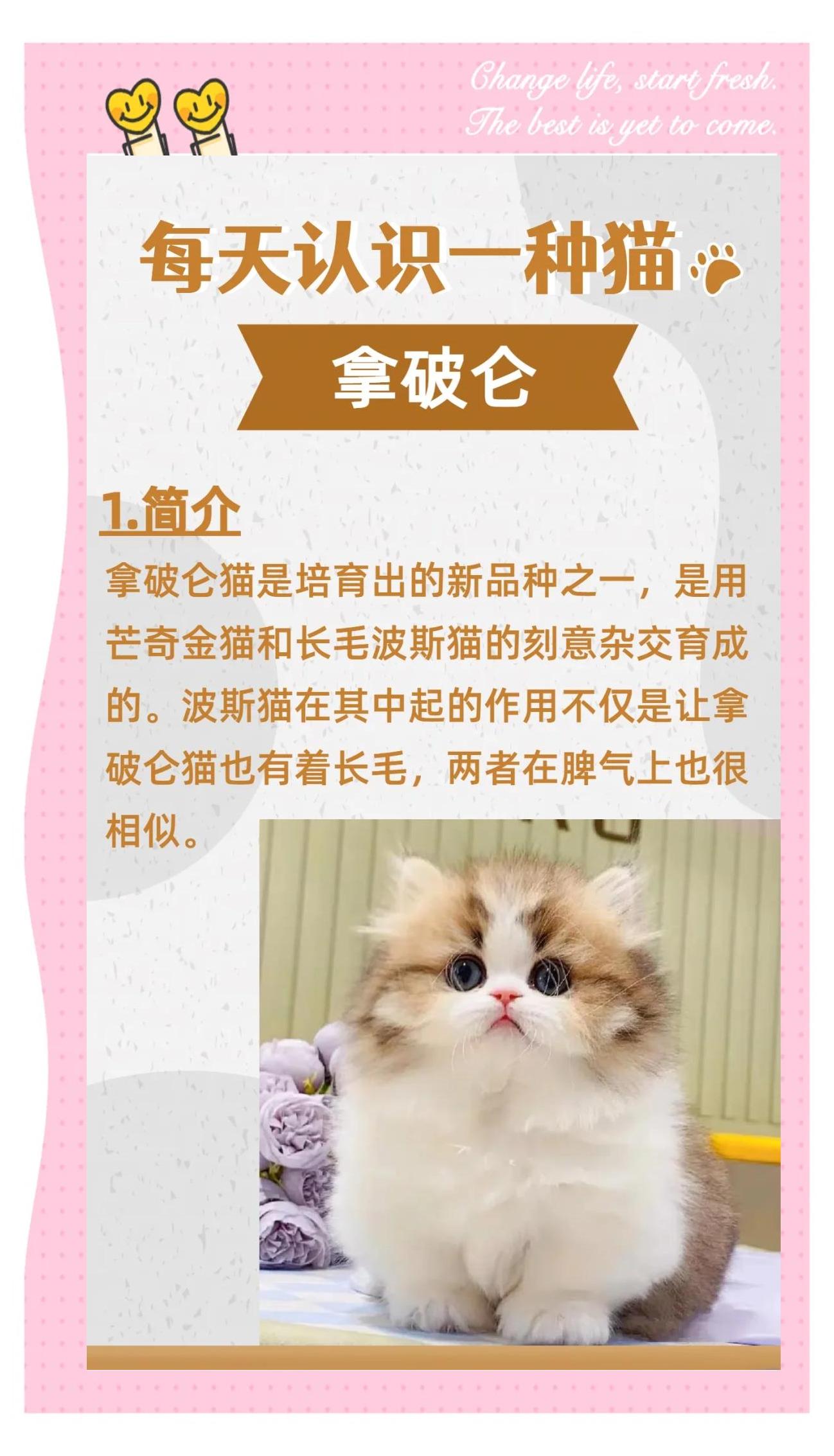 猫生崽一贵二贱三古话是什么(猫生一只穷二只富三只民间说法)