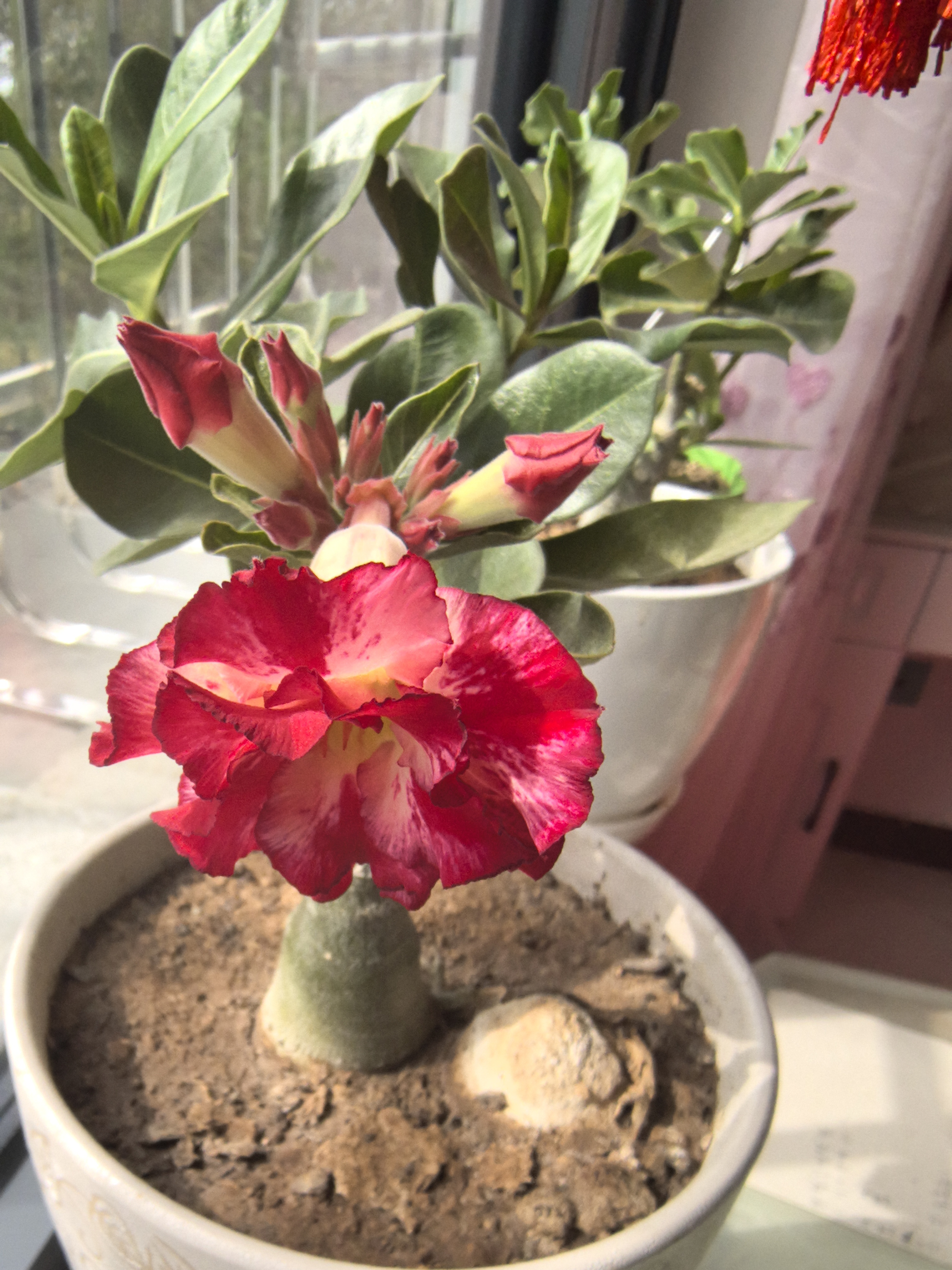 芫花可以在家里养吗(芫花可以在家里养吗有毒吗)
