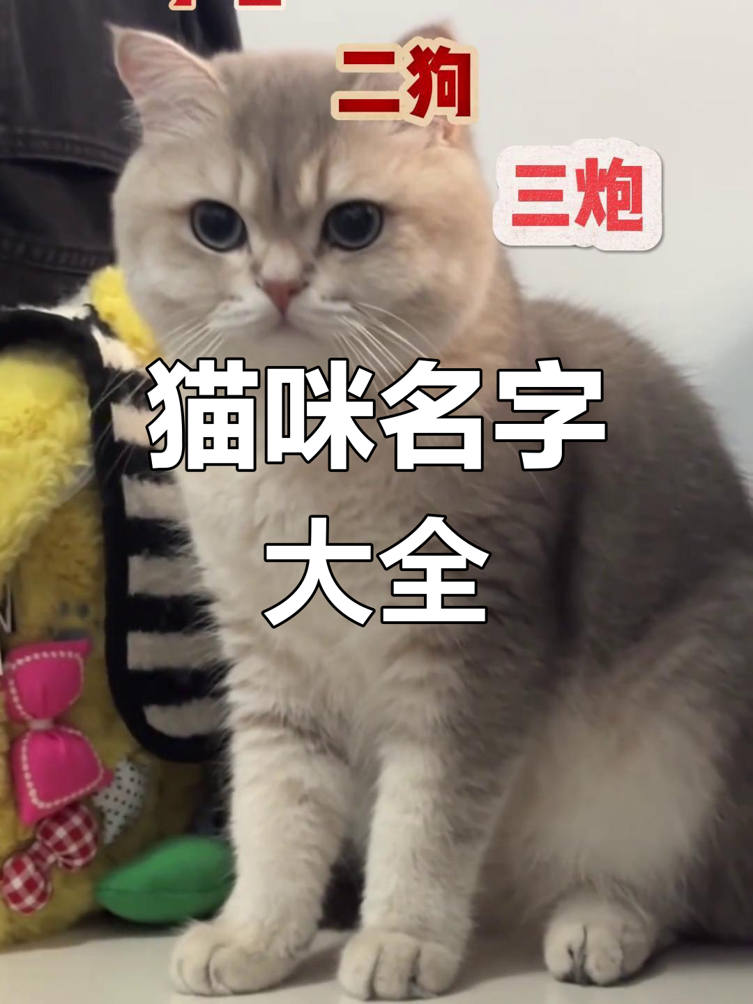 女猫咪高贵洋气的名字(女猫咪高贵洋气的名字大全)