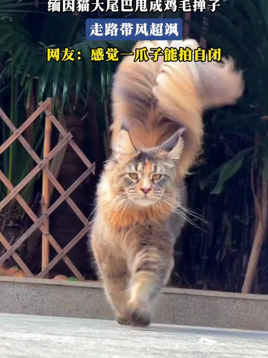 猫甩尾巴是什么意思(猫咪躺着尾巴一甩一甩的) 猫甩尾巴是什么意思(猫咪躺着尾巴一甩一甩的)