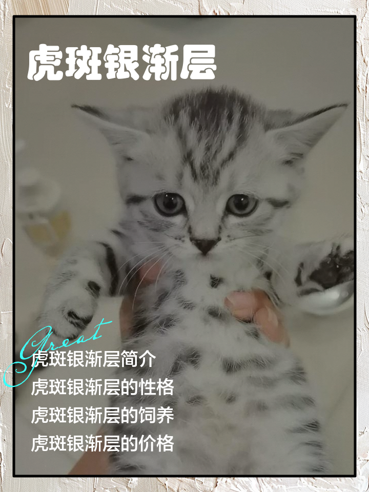 虎斑折耳猫多少钱一只(虎斑折耳猫多少钱一只正常价) 虎斑折耳猫多少钱一只(虎斑折耳猫多少钱一只正常价)