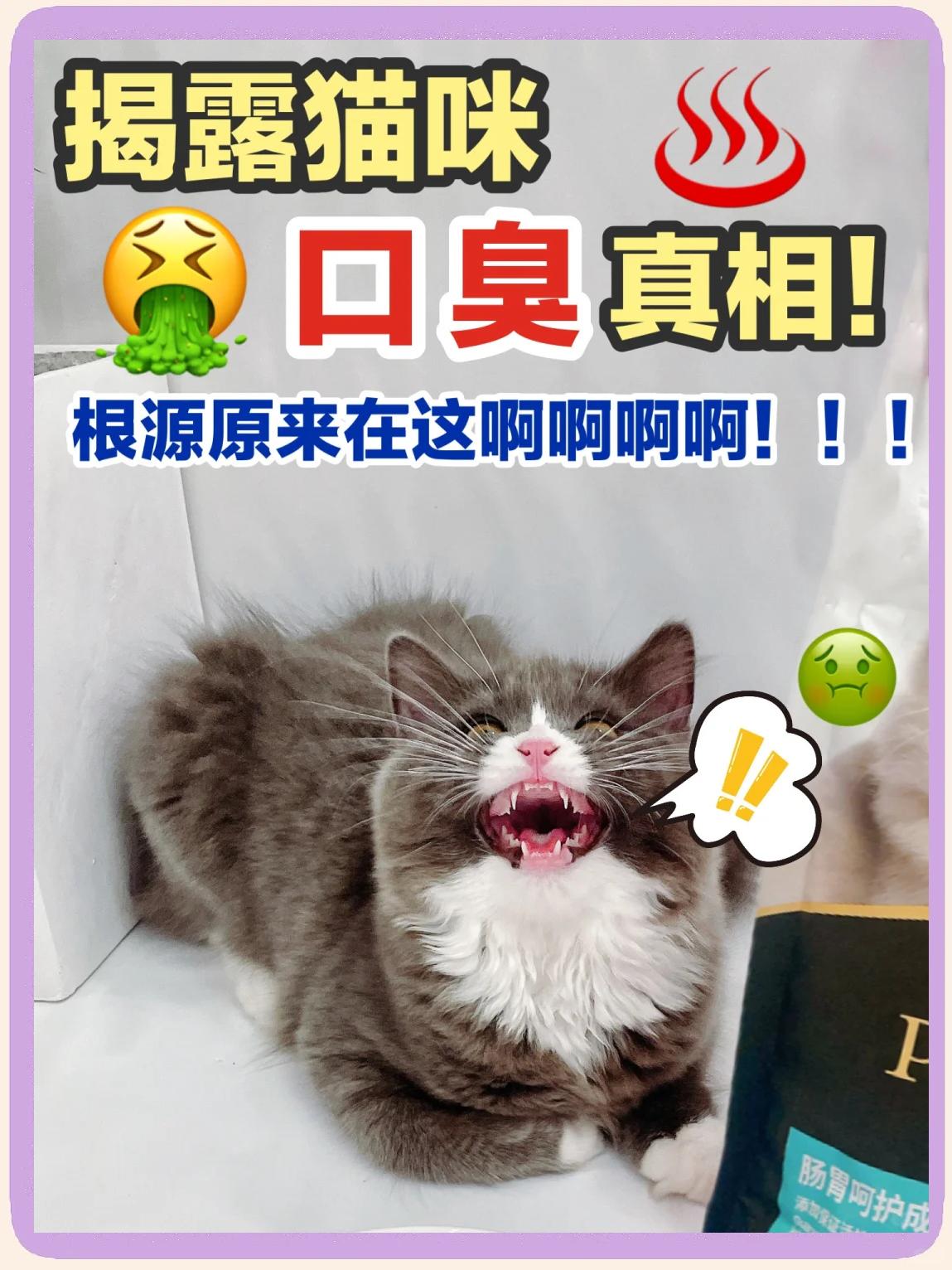 猫咪讨厌什么味道(放什么东西猫就不敢靠近)