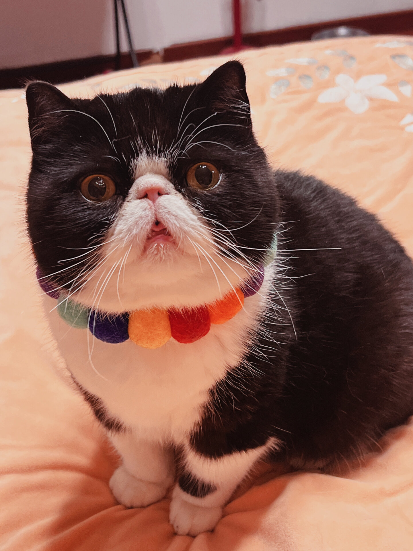 加菲猫图片真猫(加菲猫图片真猫图) 加菲猫图片真猫(加菲猫图片真猫图)