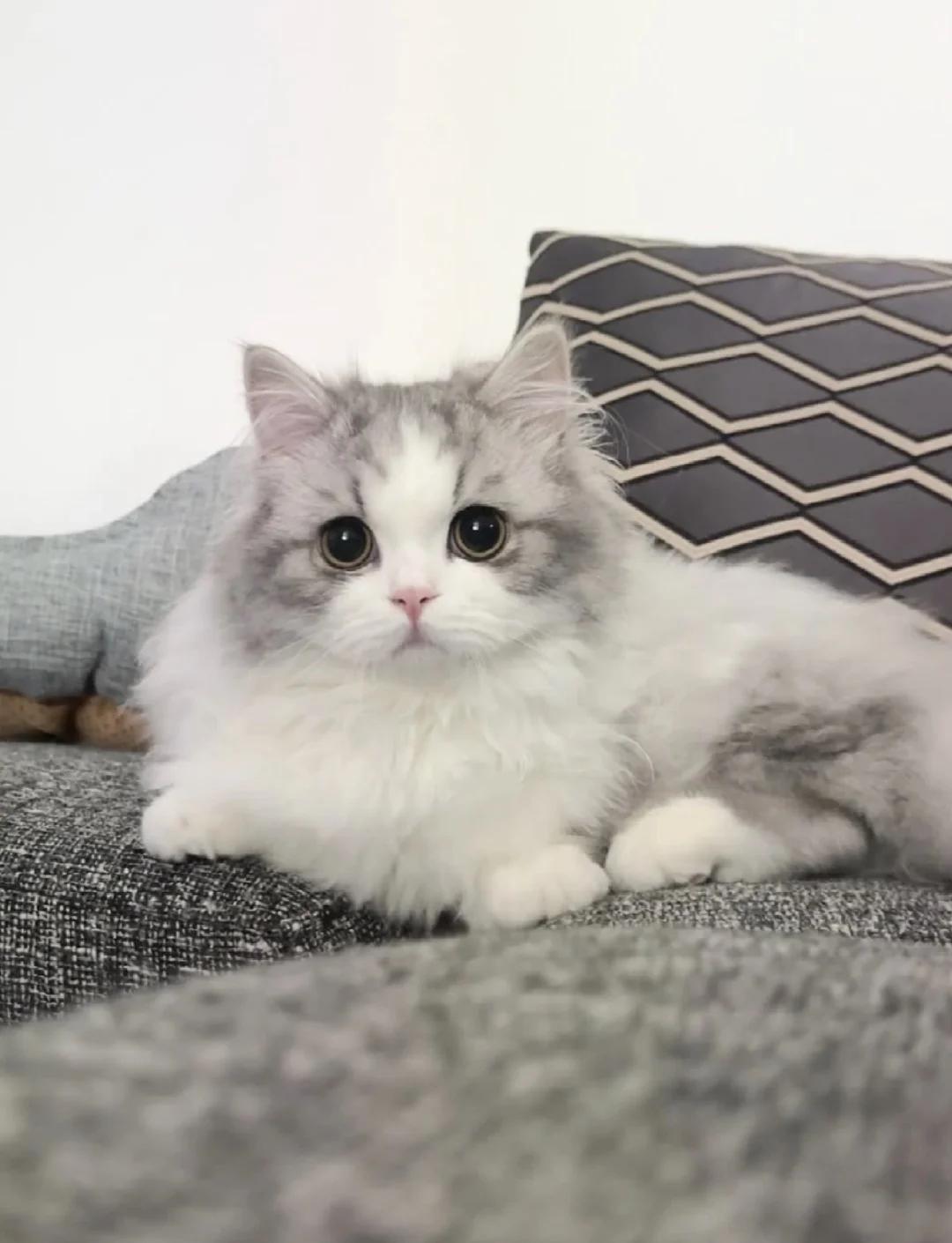 猫能喝羊奶吗(成年猫能喝羊奶吗) 猫能喝羊奶吗(成年猫能喝羊奶吗)