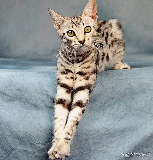 贵族猫(贵族猫十大排行榜)