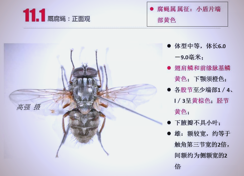 蝇子的拼音(蝇的拼音和词语怎么写)