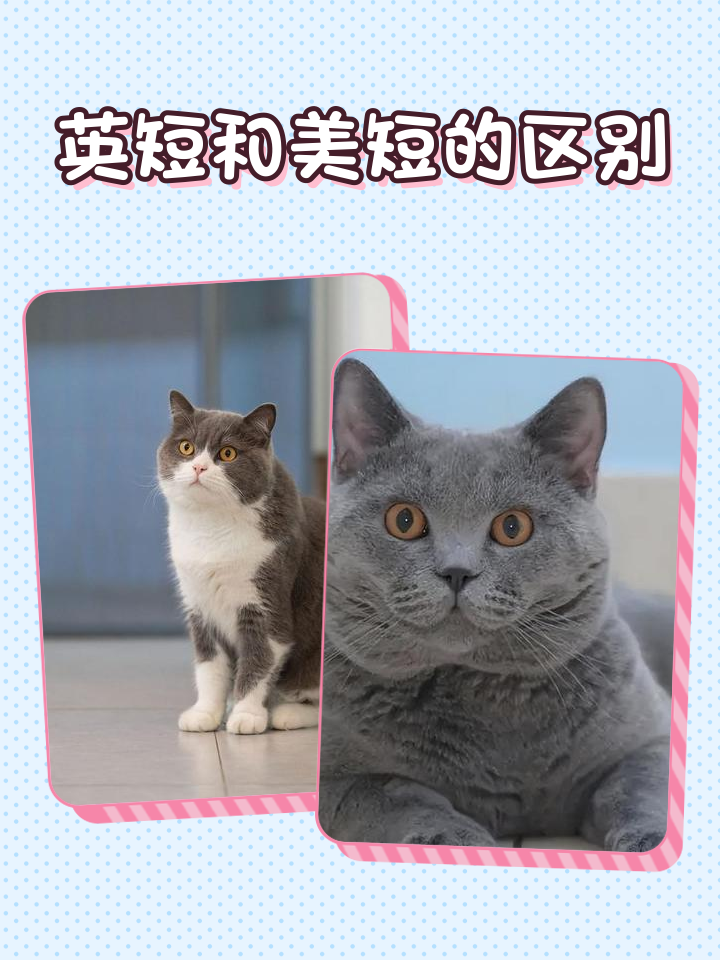 短毛猫品种及图片(公认十大最漂亮的猫) 短毛猫品种及图片(公认十大最漂亮的猫)
