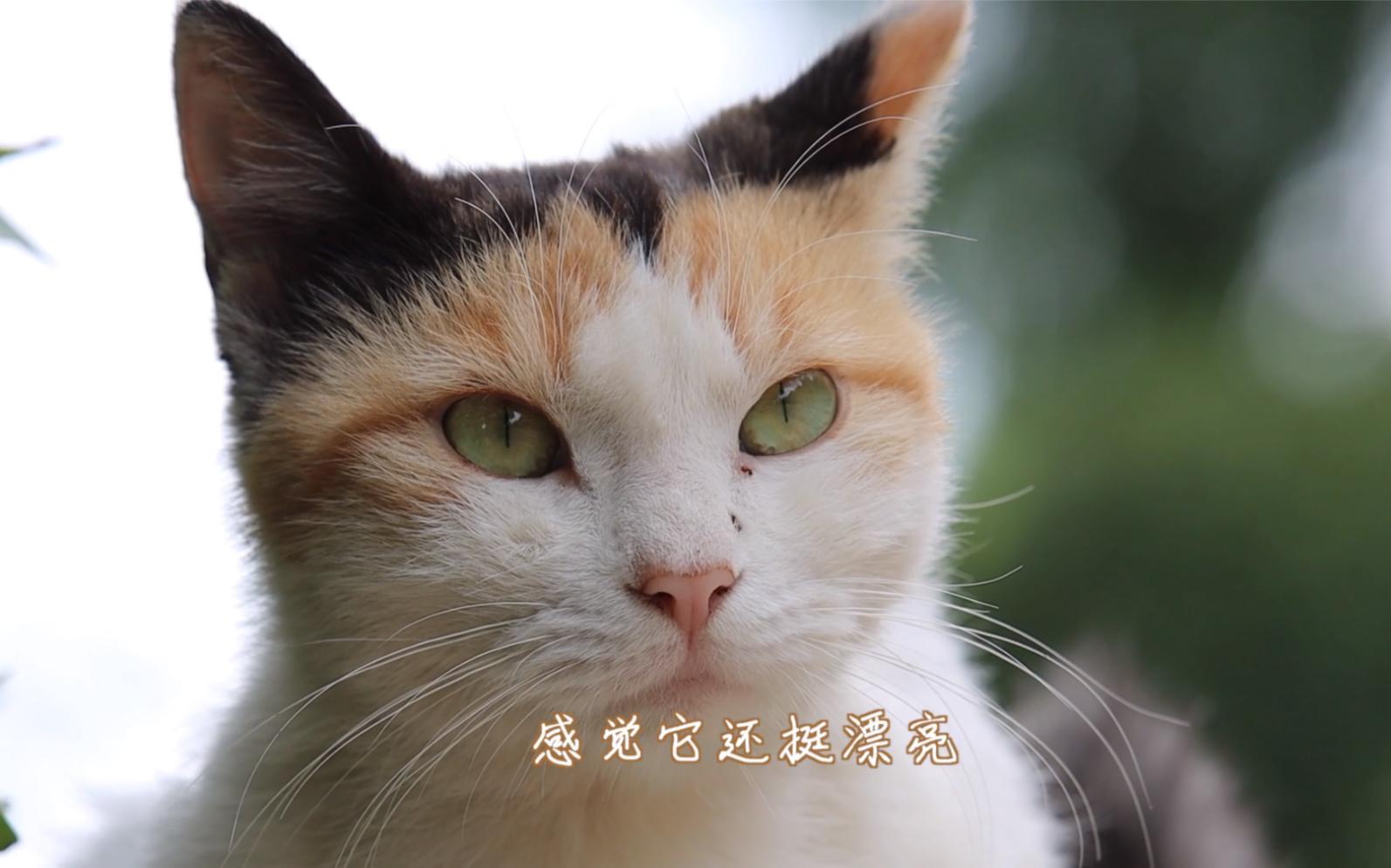 断尾猫(断尾猫代表什么意思) 断尾猫(断尾猫代表什么意思)