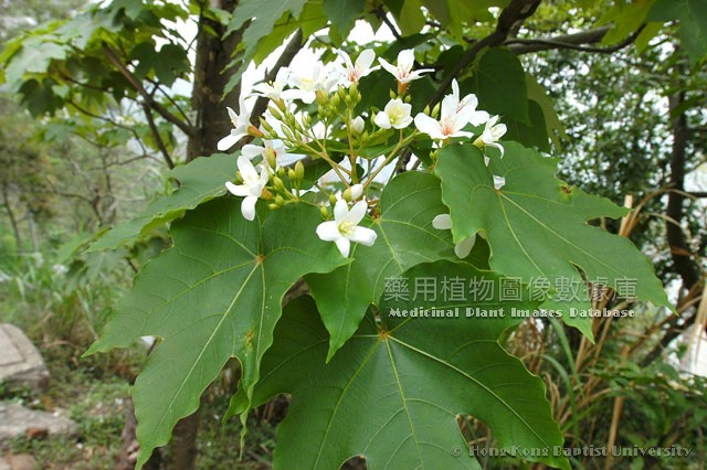 油桐的拼音(油桐的拼音怎么写) 油桐的拼音(油桐的拼音怎么写)