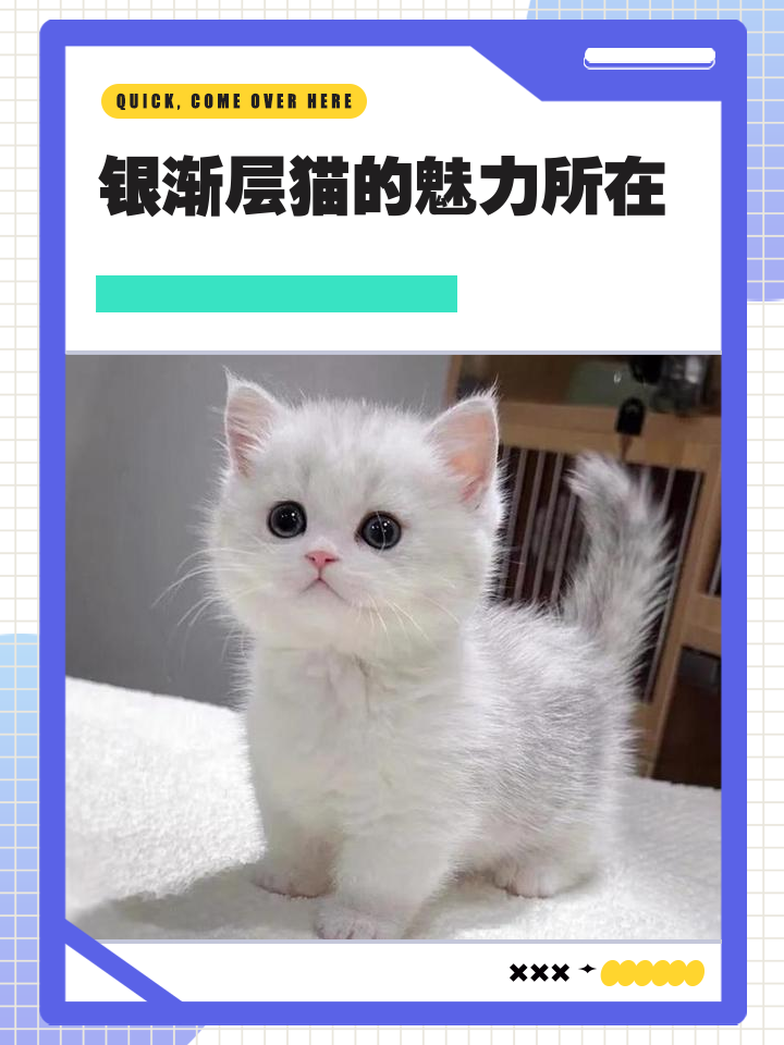 银渐层好养吗(银渐层好养吗会容易病吗)
