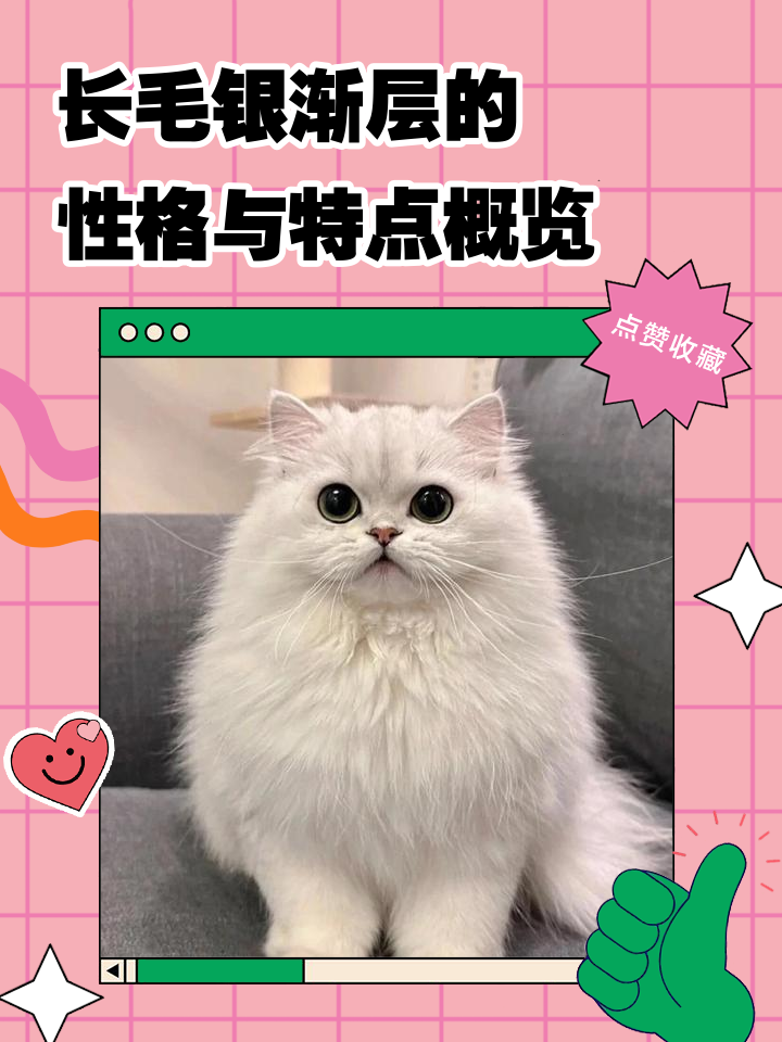 银渐层好养吗(银渐层好养吗会容易病吗)