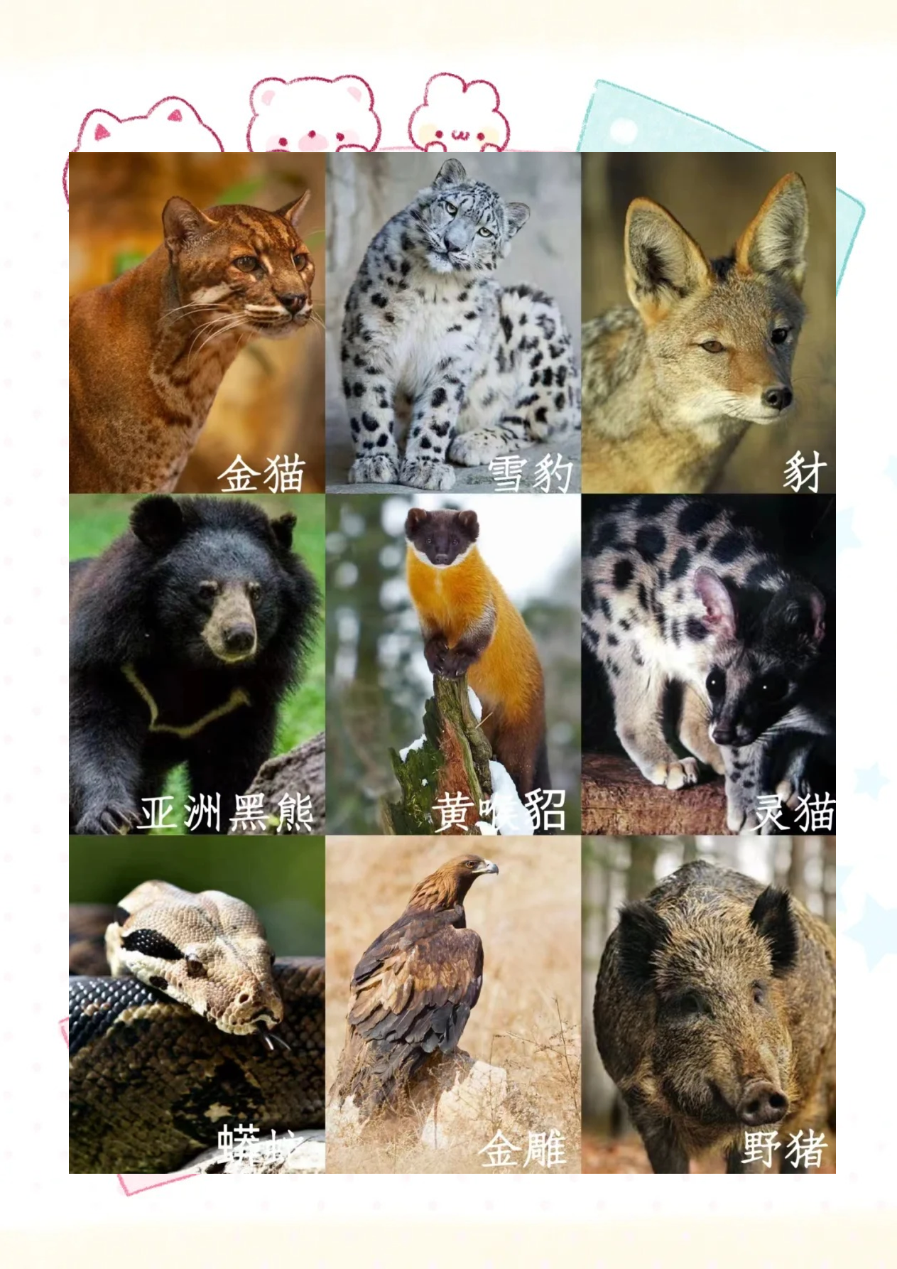 熊猫是猫科动物吗(熊猫是猫科动物吗,老虎属于哪科动物) 熊猫是猫科动物吗(熊猫是猫科动物吗,老虎属于哪科动物)