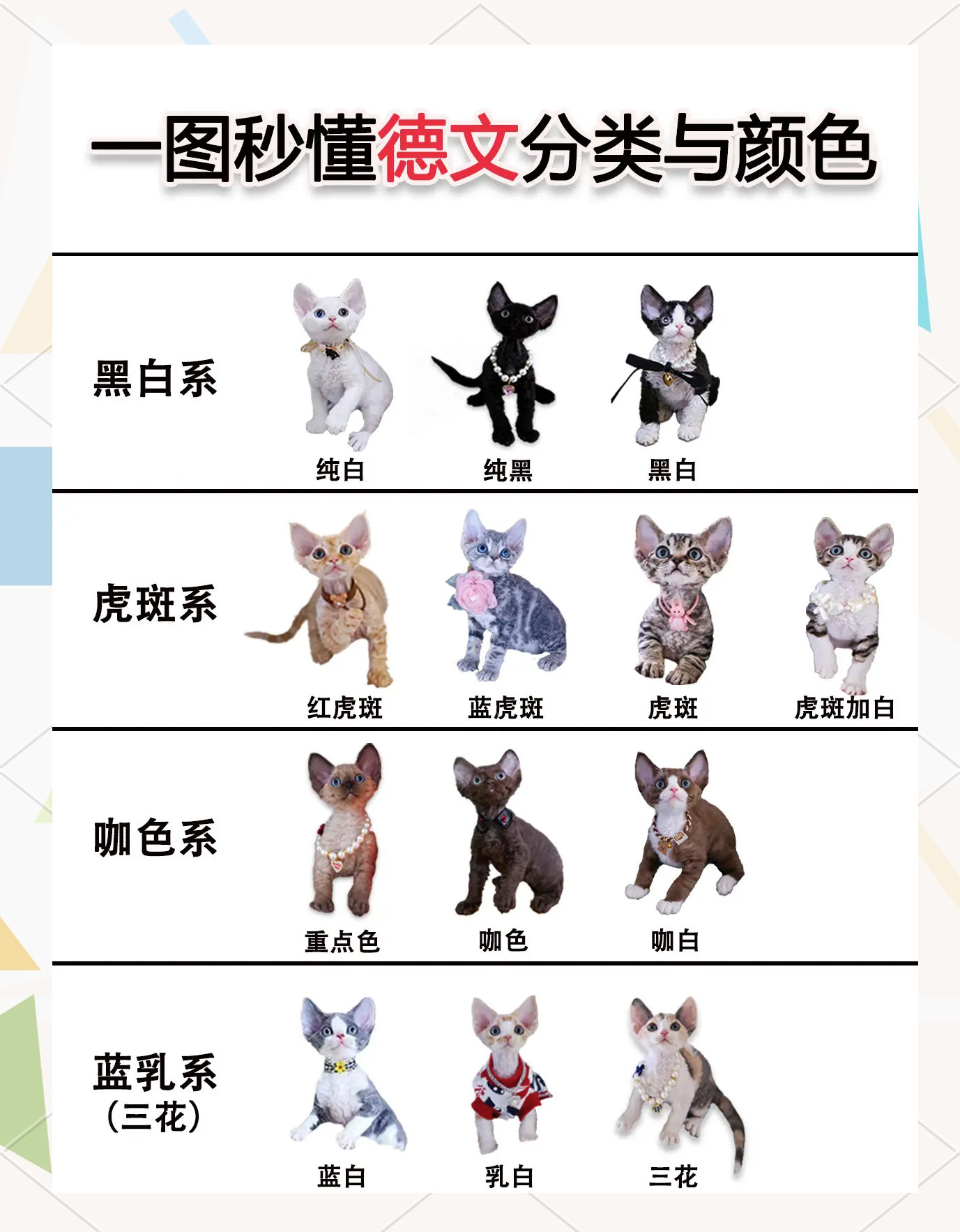 德文卷毛猫价格多少钱一只(德文卷毛猫的市场前景怎么样) 德文卷毛猫价格多少钱一只(德文卷毛猫的市场前景怎么样)