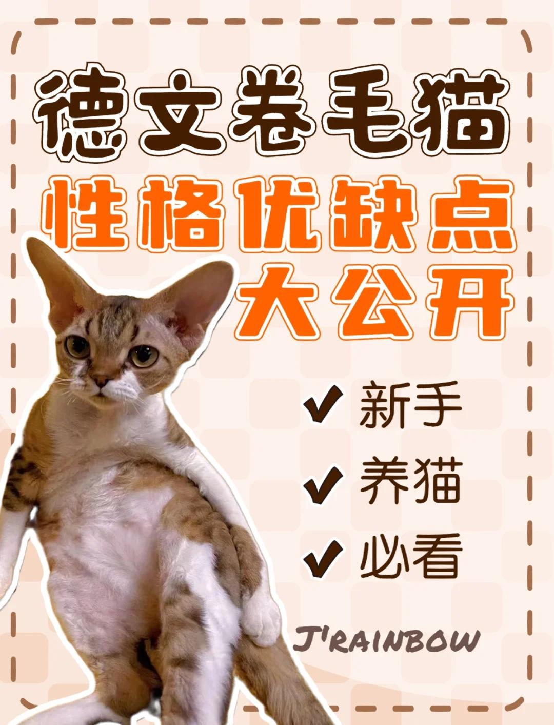 德文卷毛猫价格多少钱一只(德文卷毛猫的市场前景怎么样) 德文卷毛猫价格多少钱一只(德文卷毛猫的市场前景怎么样)