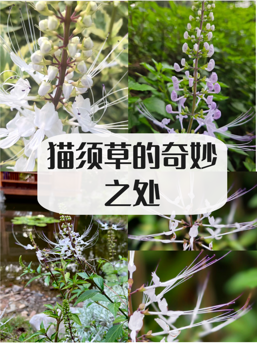对猫有毒的植物(对猫有毒的植物,它会自己躲开嘛) 对猫有毒的植物(对猫有毒的植物,它会自己躲开嘛)