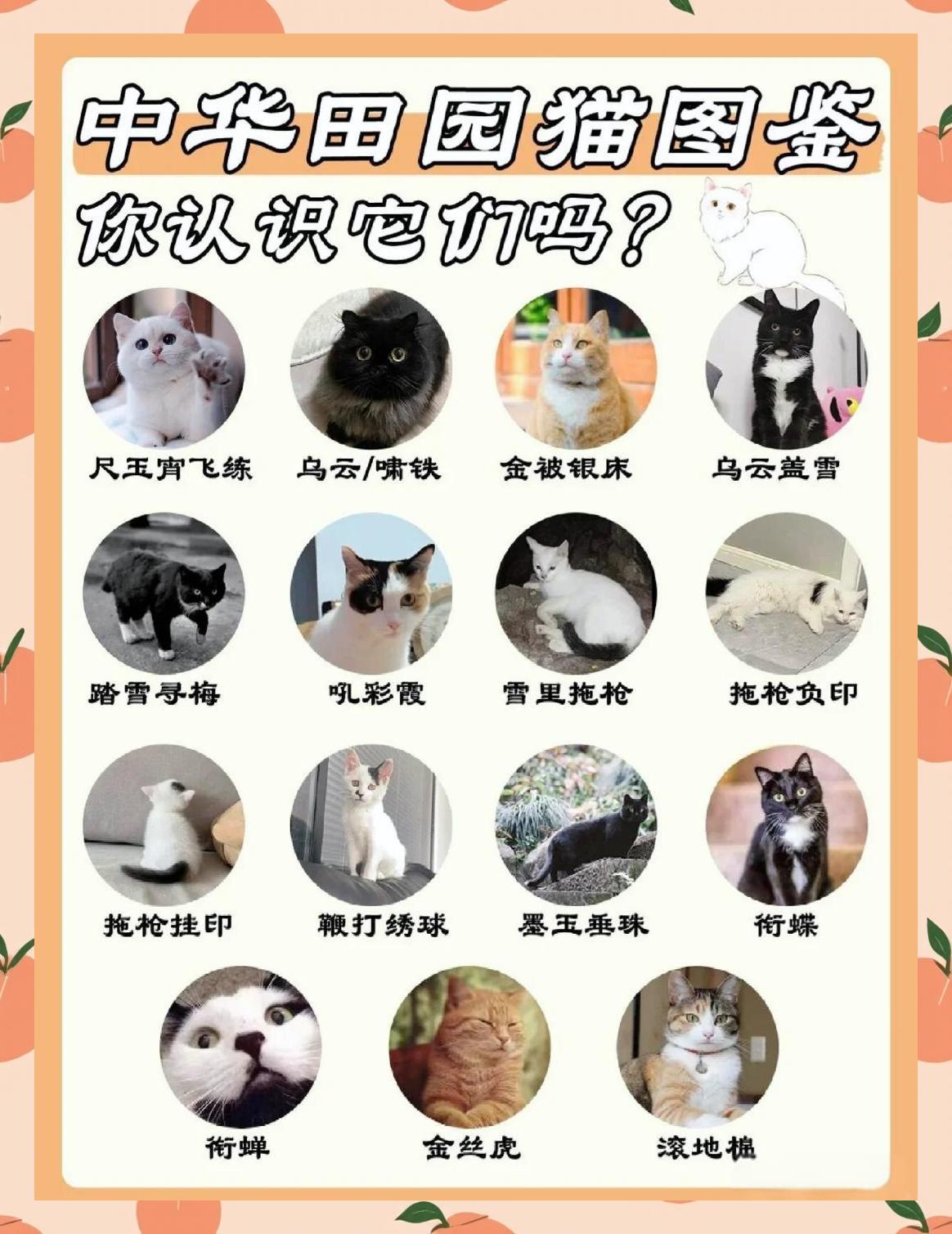 猫咪名字可爱洋气(猫咪名字可爱洋气招财)