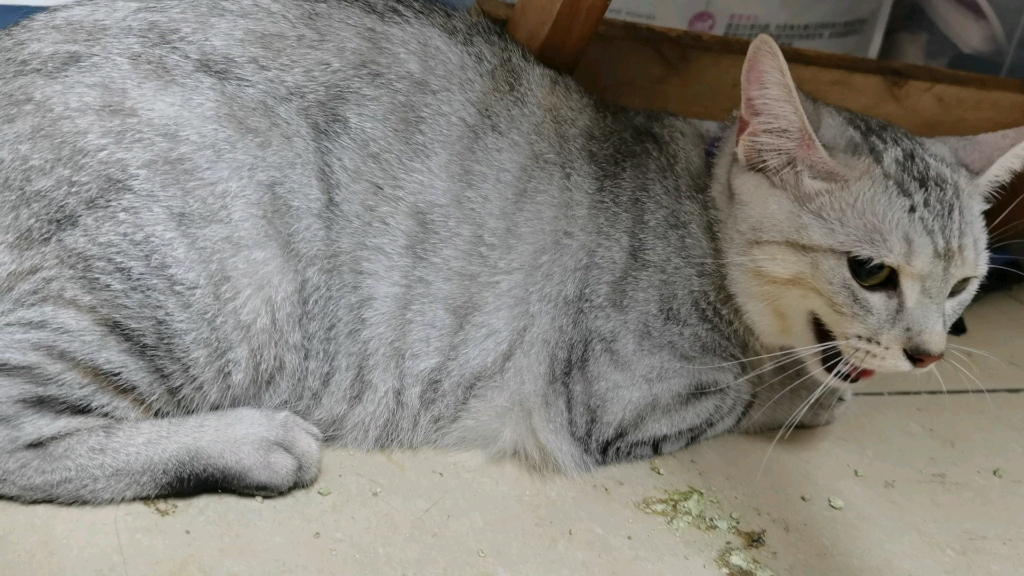 猫狗兽(猫狗兽药品牌排行榜前十名)