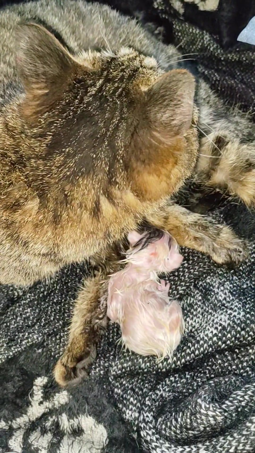猫生5只为什么不能养(猫生5只为什么不能养一只) 猫生5只为什么不能养(猫生5只为什么不能养一只)